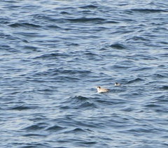 Synthliboramphus antiquus