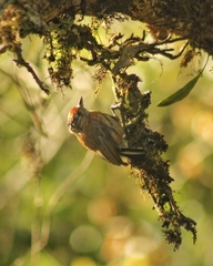 Picumnus nebulosus