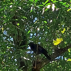 Cyanocorax cyanomelas