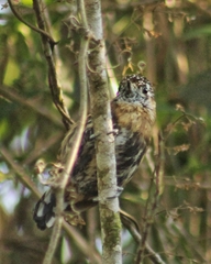 Picumnus nebulosus