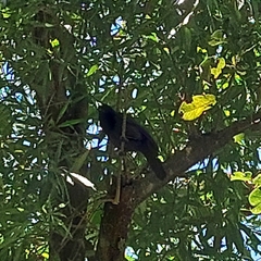 Cyanocorax cyanomelas