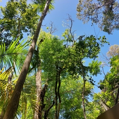 Cyanocorax cyanomelas