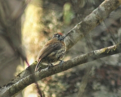 Picumnus nebulosus