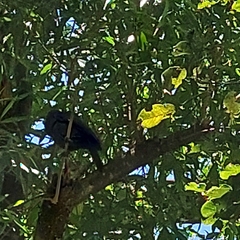 Cyanocorax cyanomelas