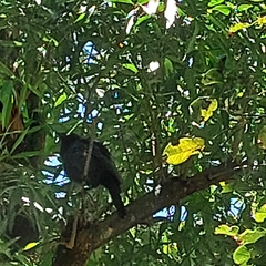 Cyanocorax cyanomelas