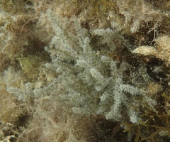 Acanthophora spicifera