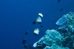 Hemitaurichthys polylepis