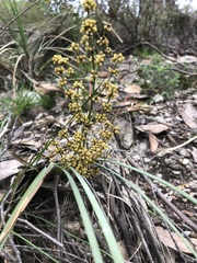 Lomandra multiflora dura
