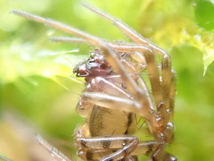 Stemonyphantes lineatus