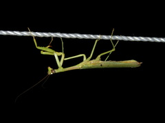 Stagmomantis resacae