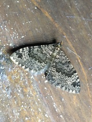 Larentiinae
