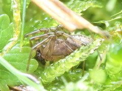 Stemonyphantes lineatus