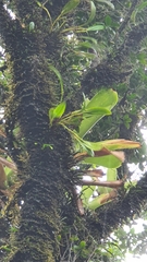Stelis perpusilliflora