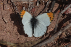 Colotis evagore