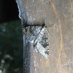 Larentiinae