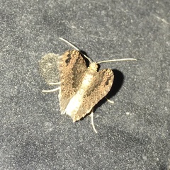 Larentiinae
