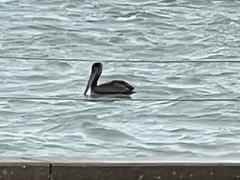 Pelecanus occidentalis