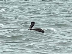 Pelecanus occidentalis