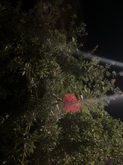 Callistemon