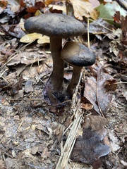 Cortinarius violaceus