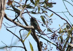 Chrysococcyx lucidus