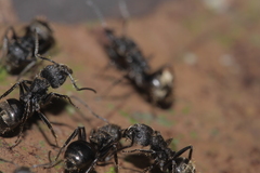 Dolichoderus bispinosus