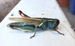 Melanoplus thomasi