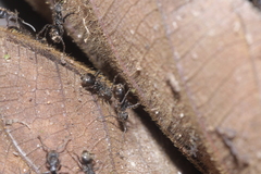 Dolichoderus bispinosus
