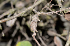 Andricus chrysolepidicola