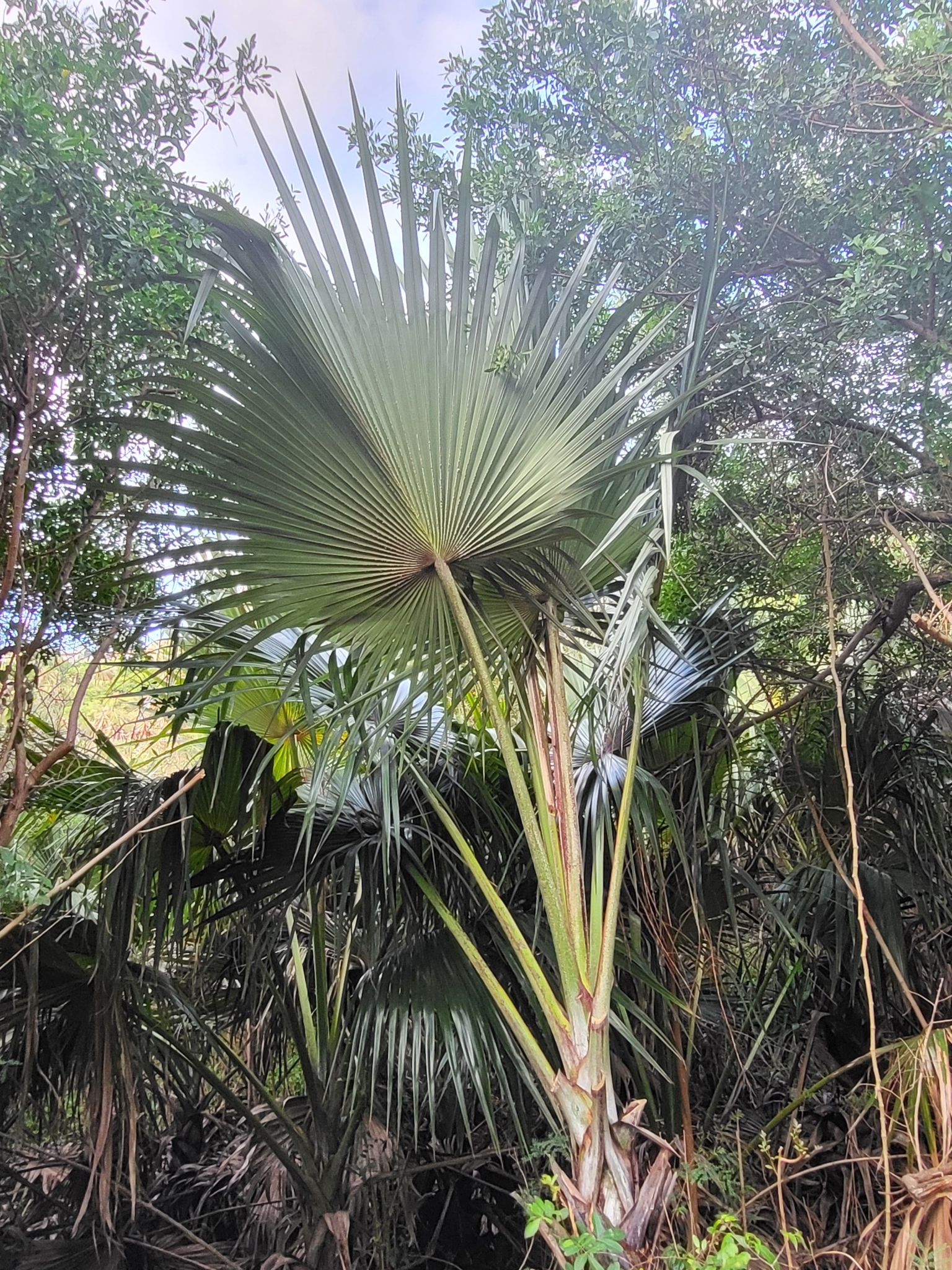 Red Latan Palm (Latania lontaroides)