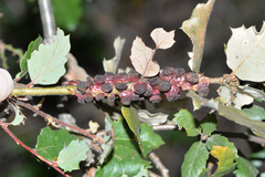 Disholcaspis prehensa