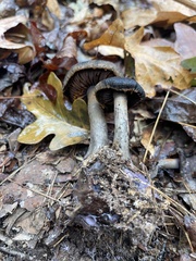 Cortinarius violaceus