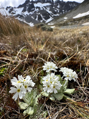 Primula magellanica