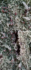 Cladonia caespiticia