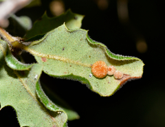 Atrusca trimaculosa