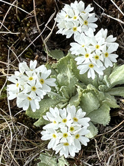 Primula magellanica