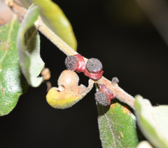 Disholcaspis prehensa