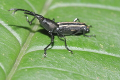 Brentidae