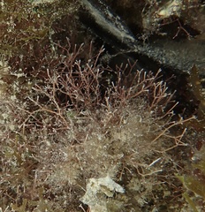 Amphiroa fragilissima