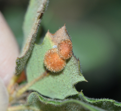 Atrusca trimaculosa