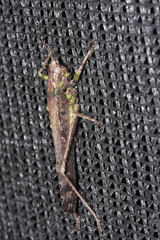 Tettigoniidea