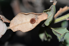 Atrusca trimaculosa