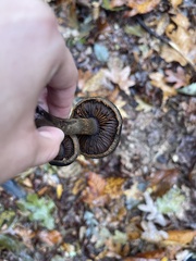 Cortinarius violaceus