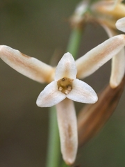 Dipcadi serotinum