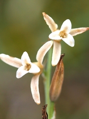Dipcadi serotinum