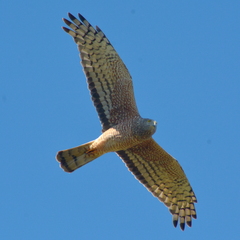 Circus cinereus