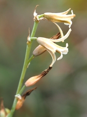 Dipcadi serotinum