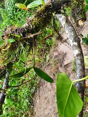 Scaphyglottis modesta