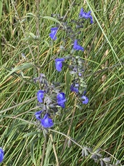 Salvia azurea