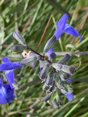Salvia azurea